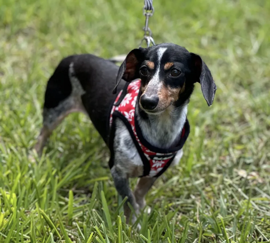 Oliver - Photo 1