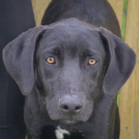Astro