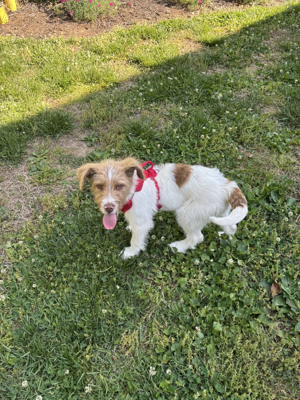 Ruby - Photo 1