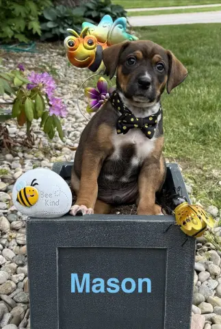 Mason