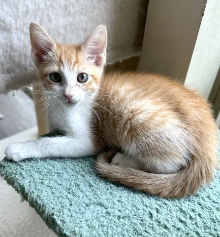 Cinnamon