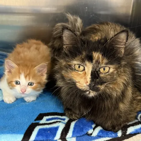 Bumble & Honeybell