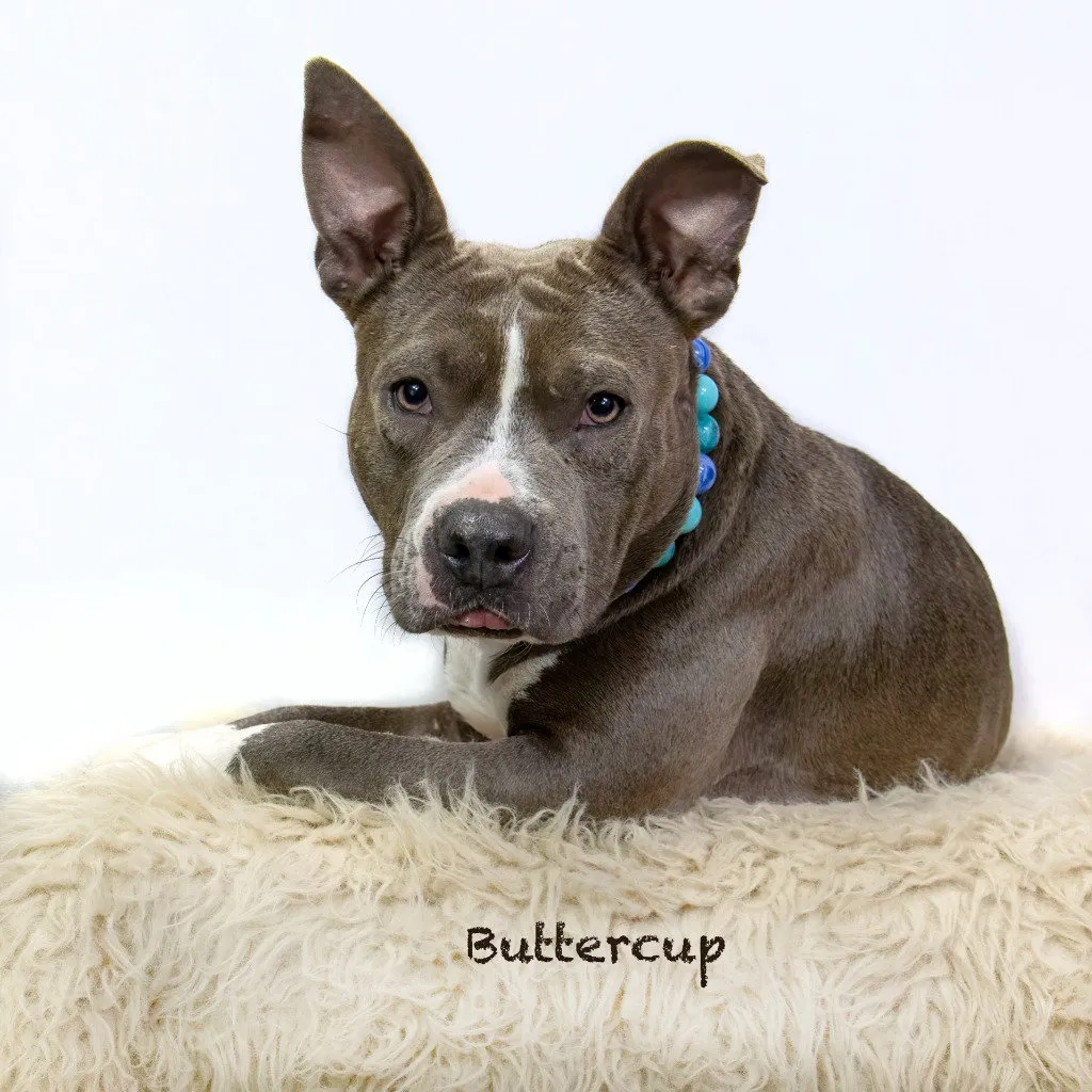 Buttercup - Photo 1
