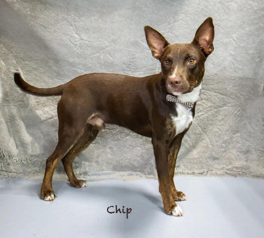 Chip - Photo 1