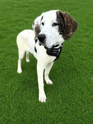 Clyde