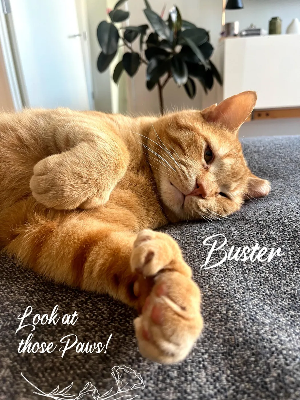 Buster - Photo 1