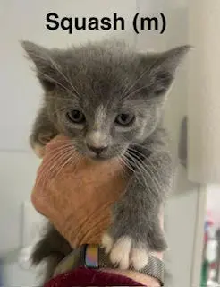 Squash
