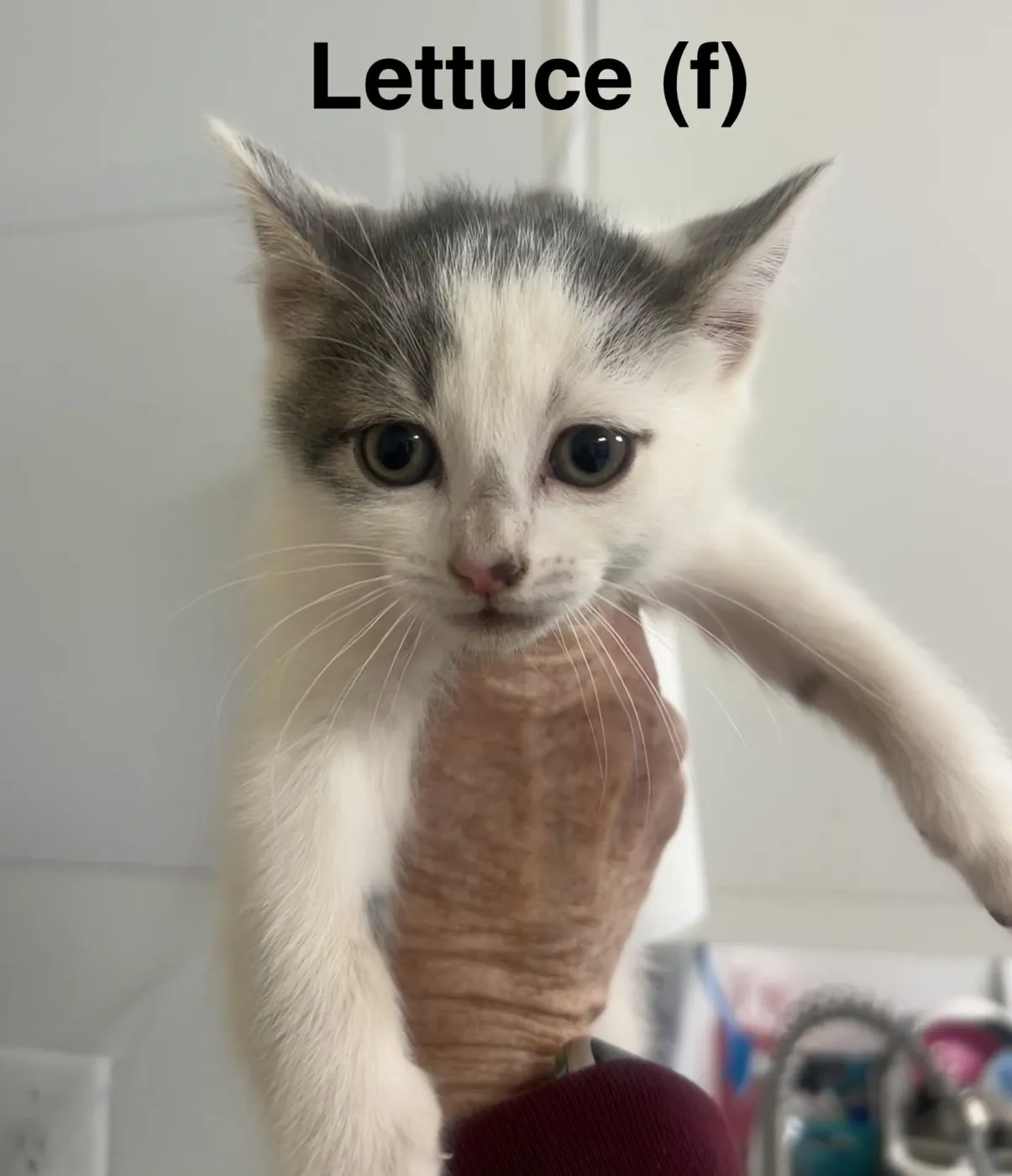 Lettuce - Photo 1