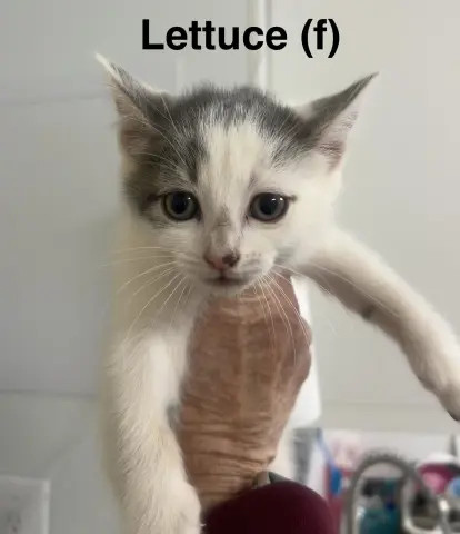 Lettuce