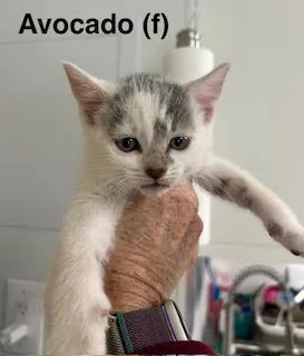 Avocado - Photo 1