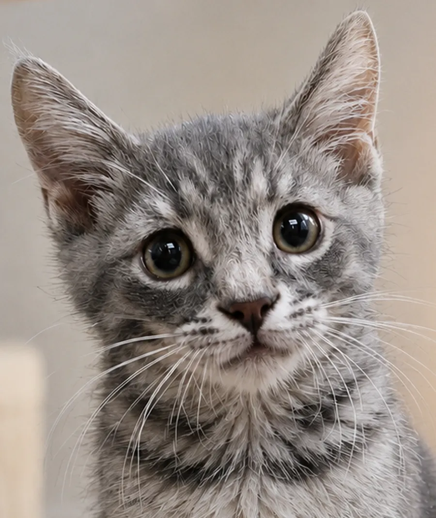 Kitten Cadet - Photo 1