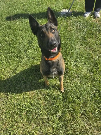 Gunner - Photo 1