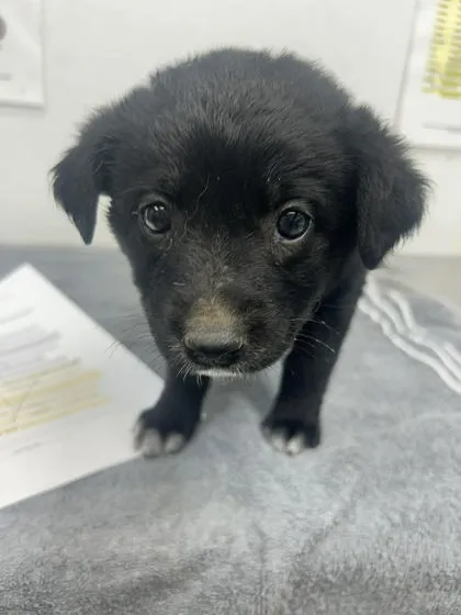 Pepper - Photo 1