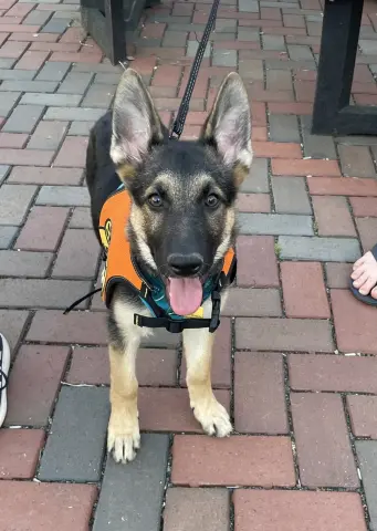 Layla