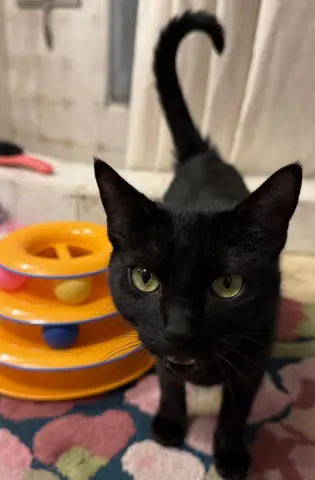 Pawla