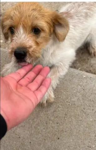 Louie