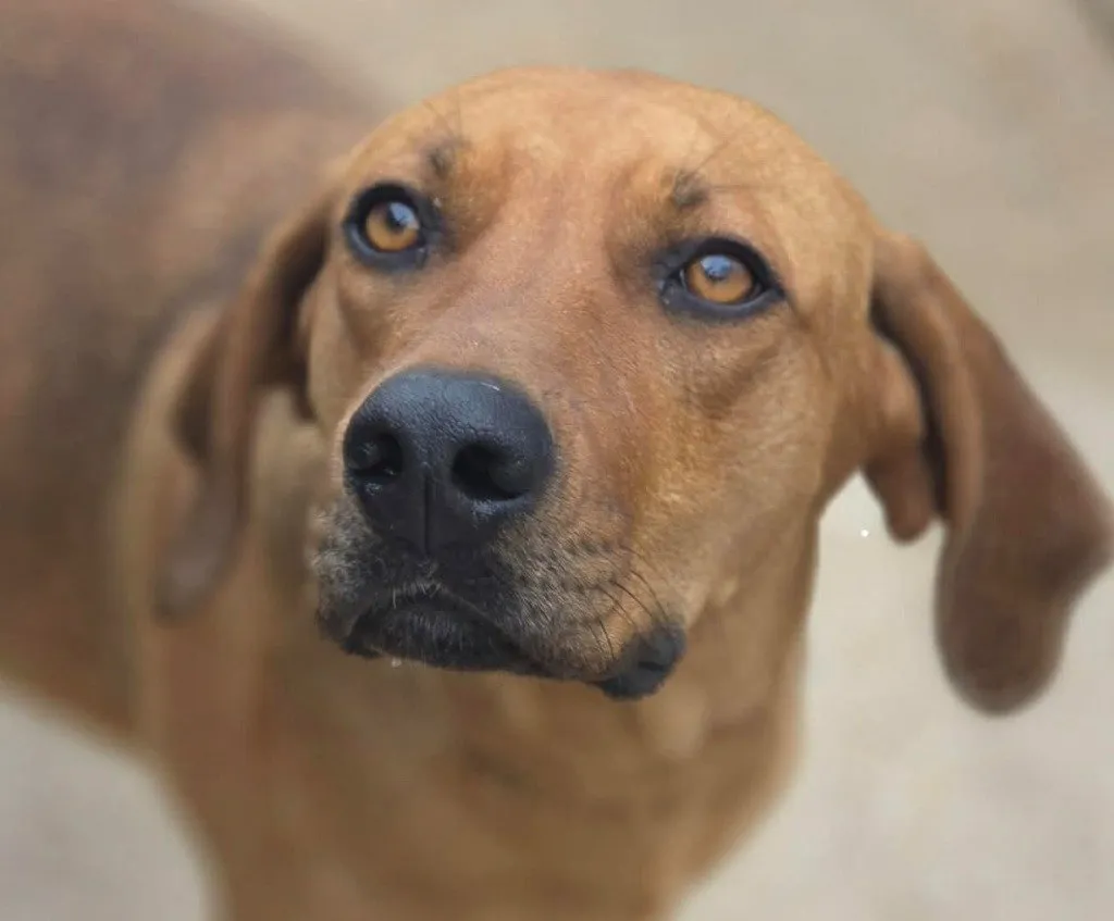 Cinnamon - Photo 1