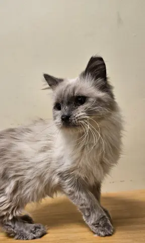 Fluffy