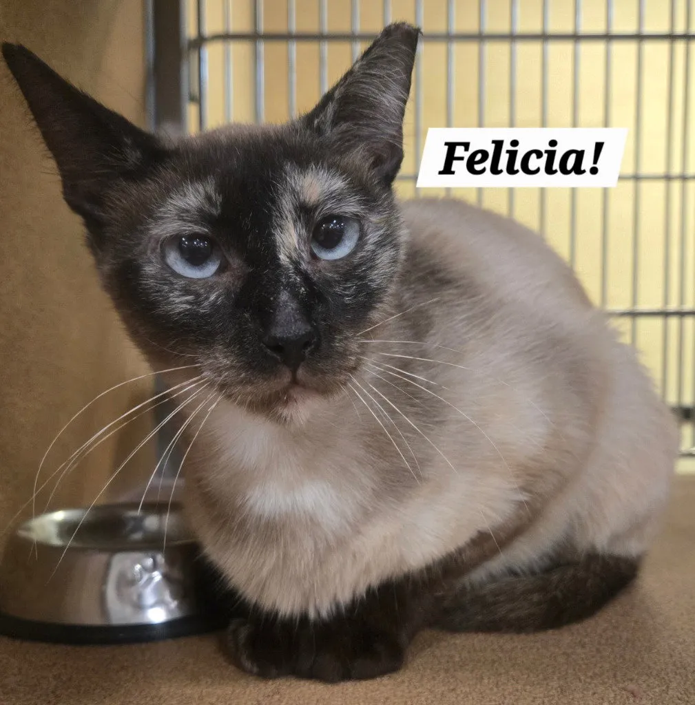Felicia - Photo 1