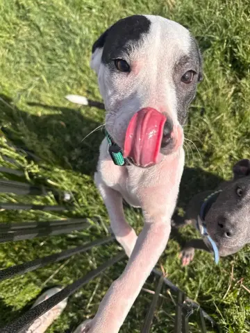Posy