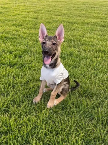 Saphira
