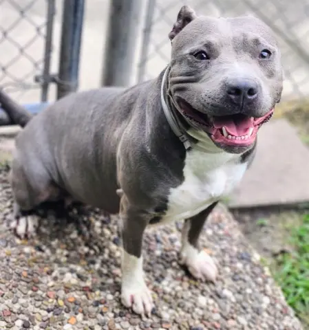 Bonita