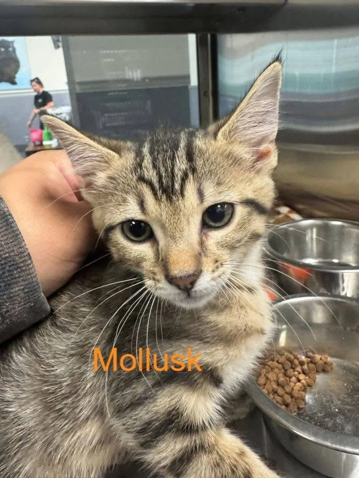 Mollusk - Photo 1