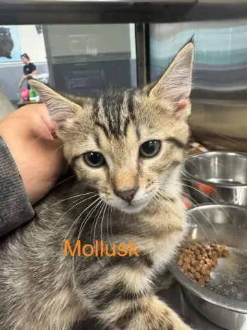 Mollusk
