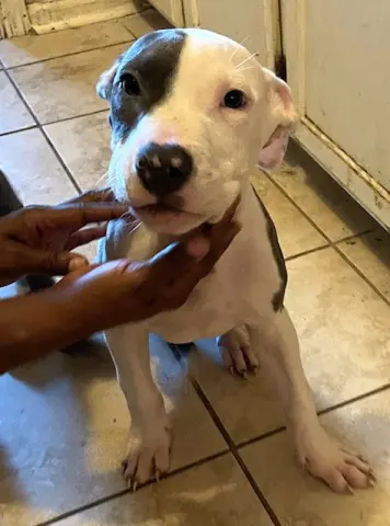 Milo