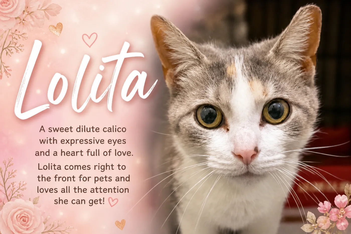 Lolita - Photo 1