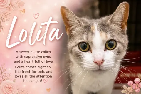 Lolita