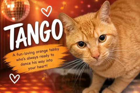 Tango