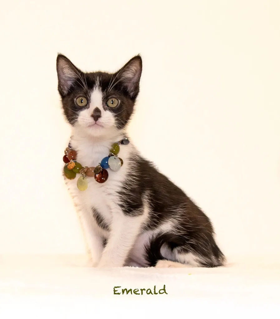 Emerald - Photo 1