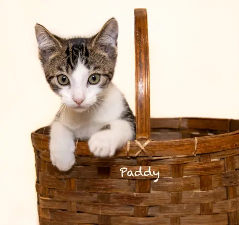Paddy