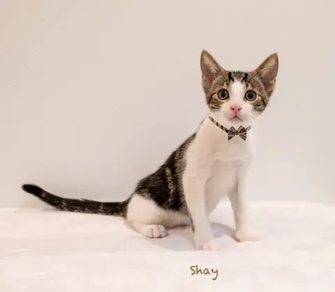 Shay