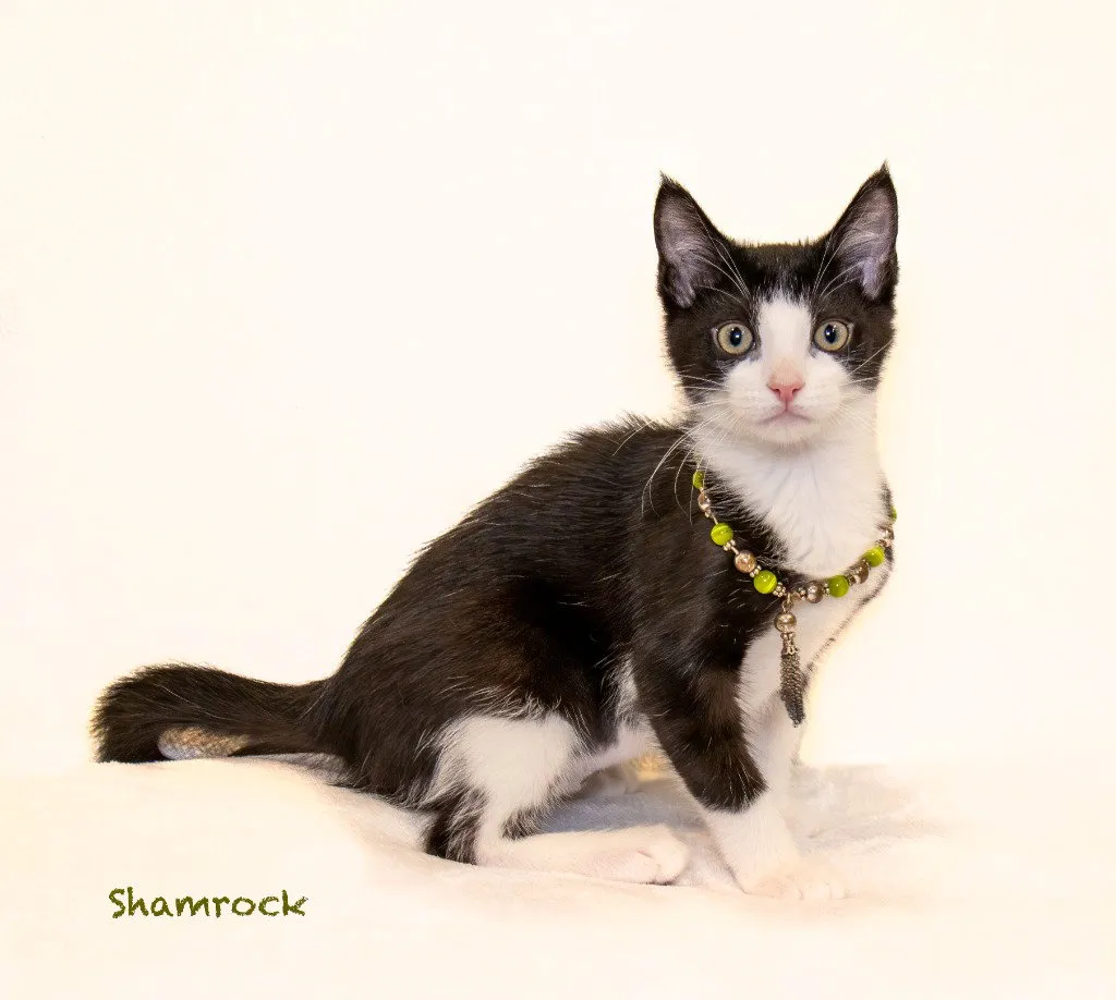 Shamrock - Photo 1