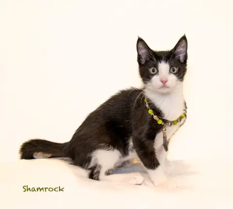 Shamrock