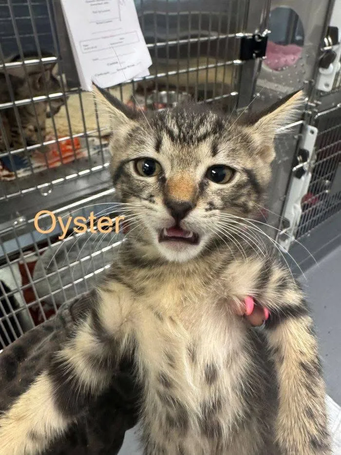 Oyster - Photo 1