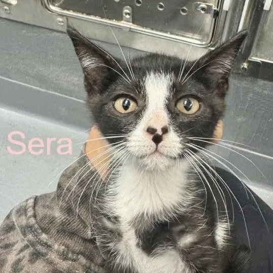 Sera - Photo 1