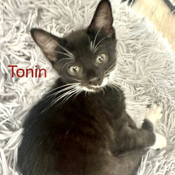 Tonin - Photo 1