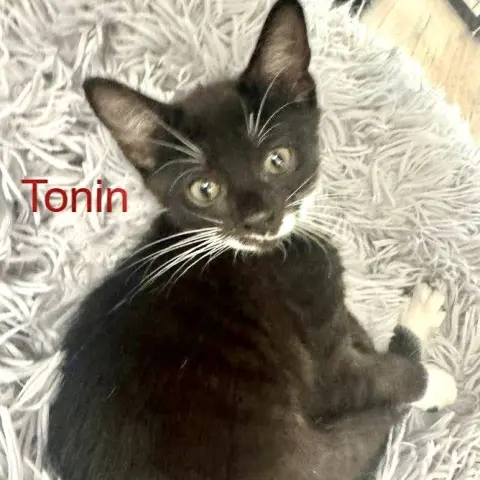 Tonin