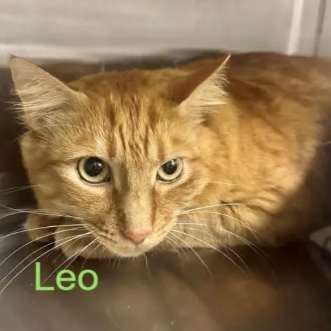Leo