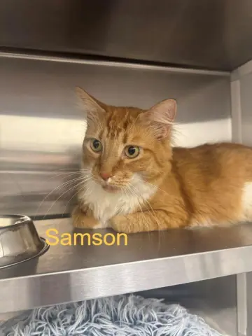 Samson