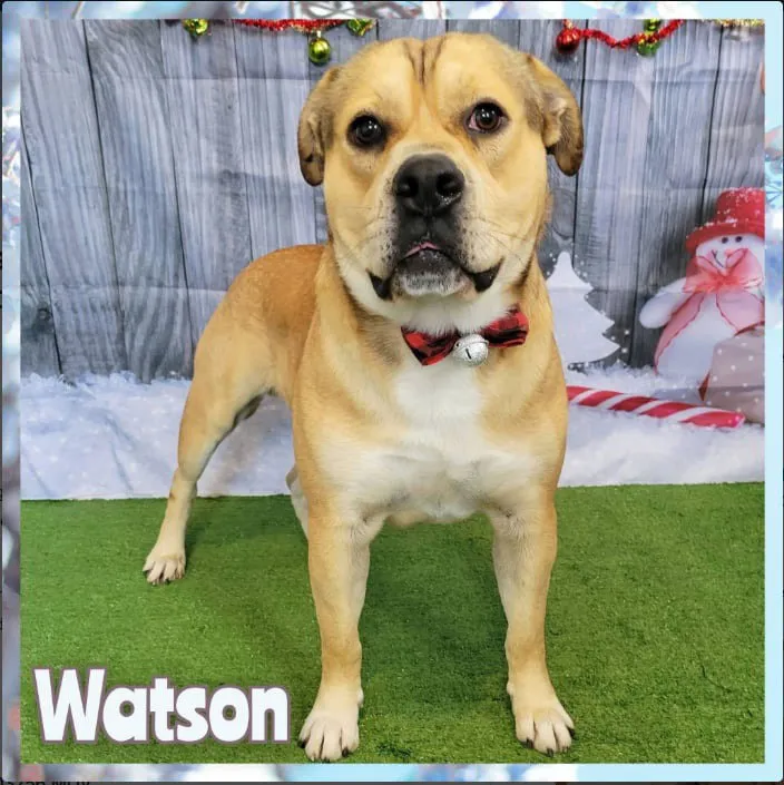 Watson - Photo 1