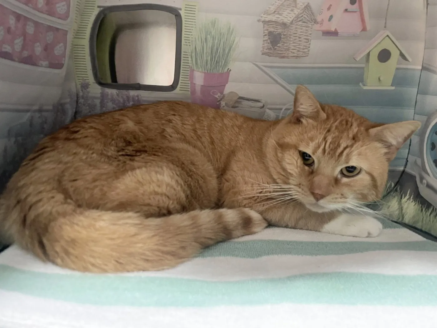 Simba - Photo 1