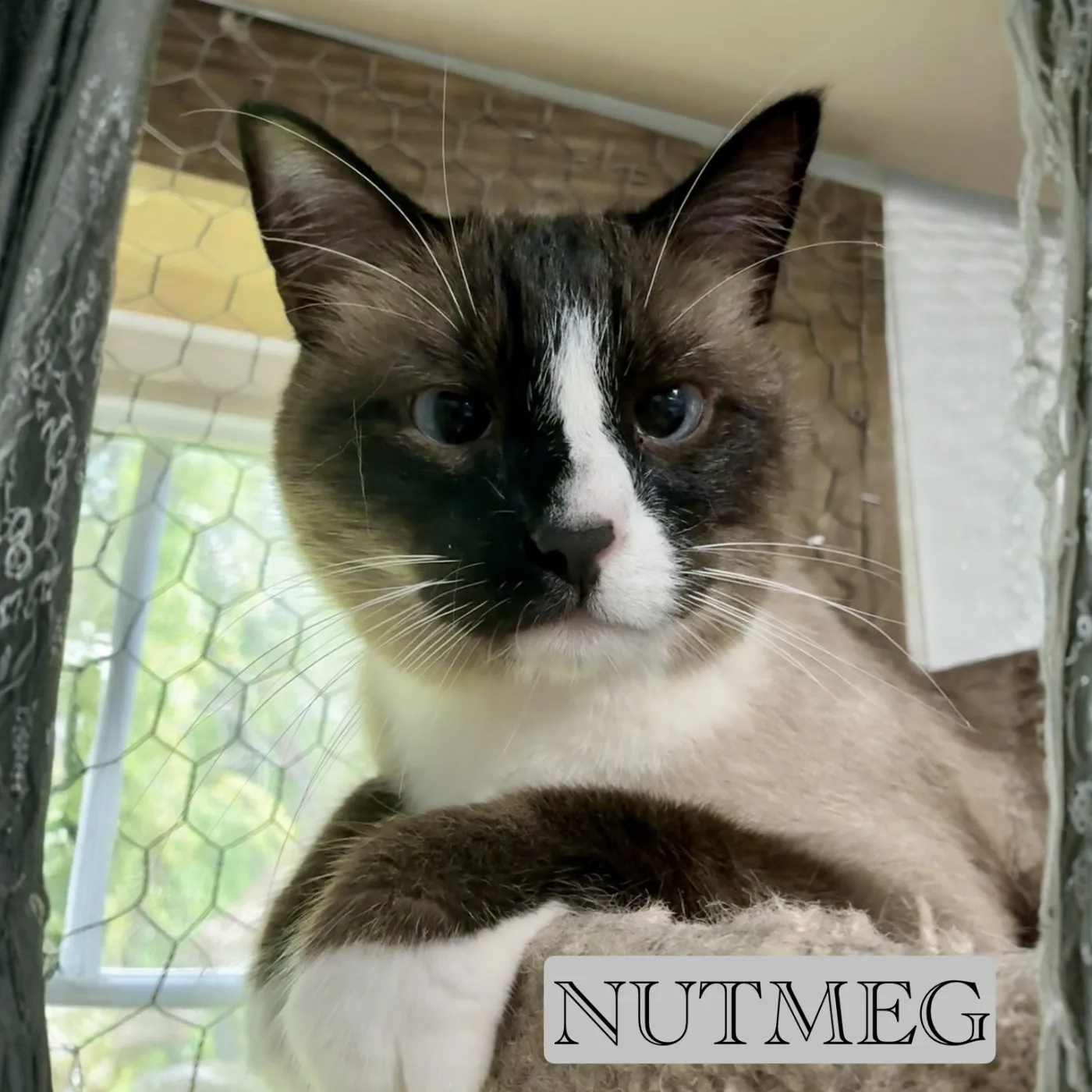 Nutmeg - Photo 1