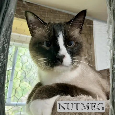 Nutmeg