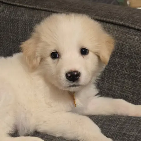 Gouda