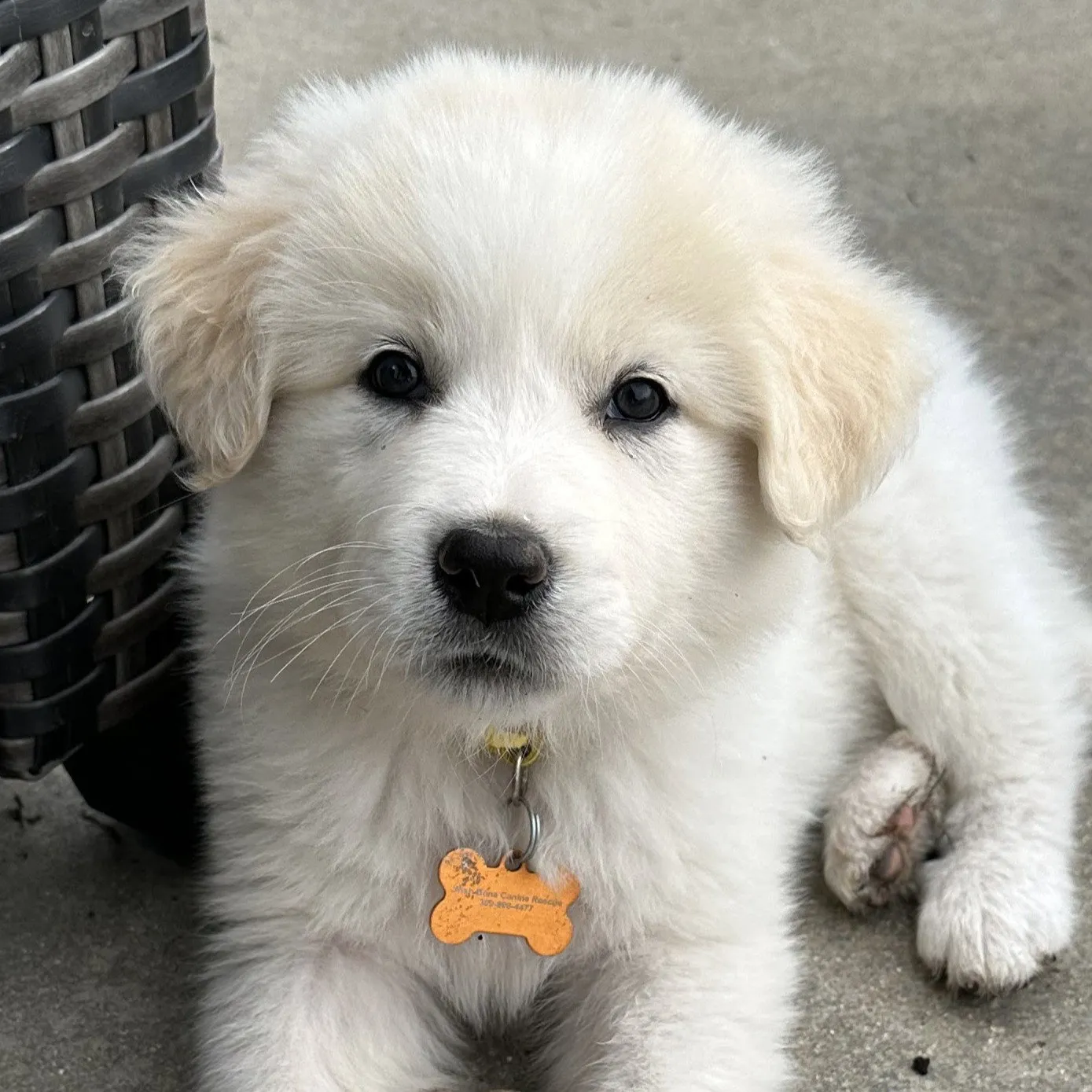 Mozzarella - Photo 1