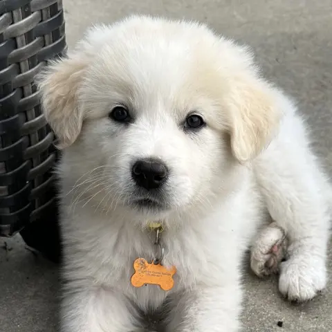 Mozzarella